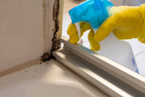 Best Attic Mold Removal  in Delray Beach, FL