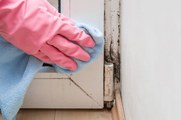 Best Attic Mold Removal  in Delray Beach, FL