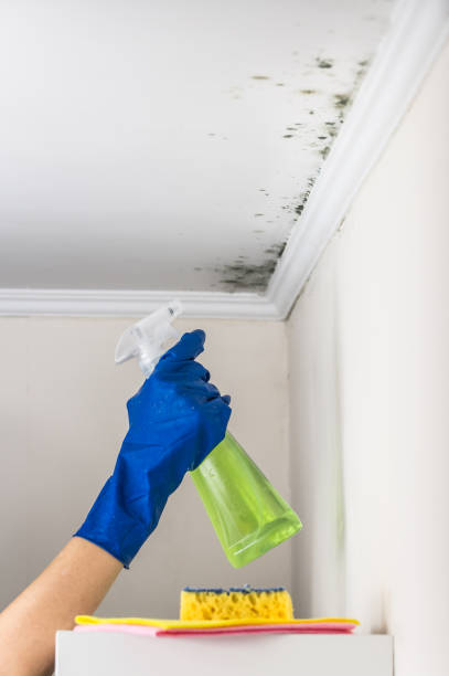 Best Toxic Mold Removal  in Delray Beach, FL